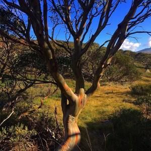 Meet your Posher, Frances